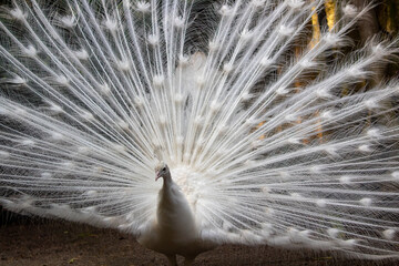 White Albino Peacock taken in Western Cape South Africa