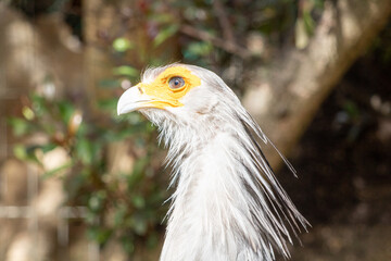 Secretary Bird Taken in Cape Town, South Africa 