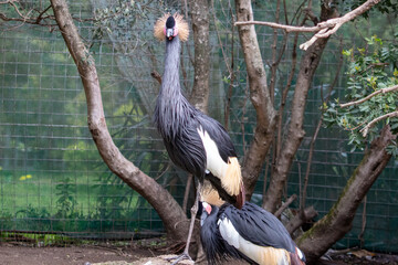 Grey Crowned Crane (Balearica Regulorum) Bird taken In Cape Town South Africa