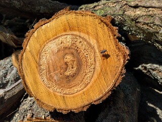 cut of apricot tree trunk. orange wood