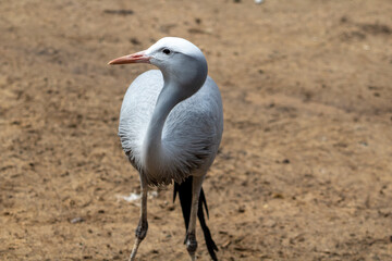 Blue Crane Bird (Anthropoides Paradiseus) Taken in Cape Town, South Africa © Benje Slabbert