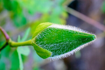 closeup of large bud