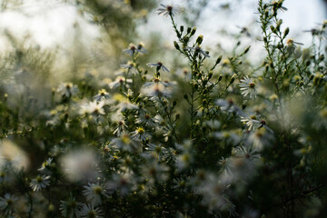 Flower field in full bloom
