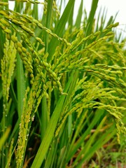 Rice crop