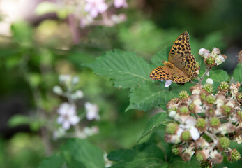 Butterfly flying over flowers and hovering happily over leaves