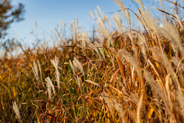 Flower field in full bloom