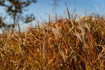 Flower field in full bloom
