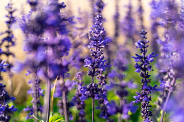 Obraz premium Flower field in full bloom