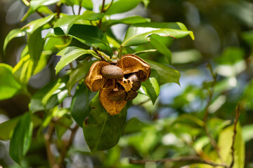 Seeds of camellia - Camellia japonica - in Japan.