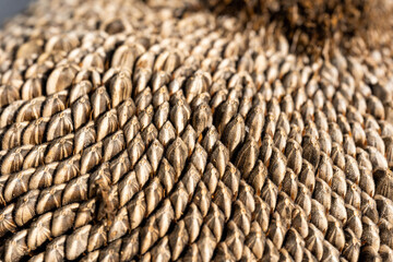 line of sunflower seeds are in a center of sunflower after the blooming over.