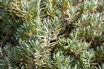 Naklejka na ściany i meble Leaves of lavender - Lavandula angustifolia - are in a garden.