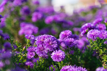 Flower field in full bloom