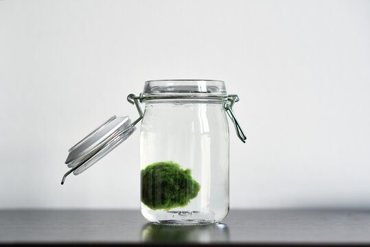 Close up of Marimo moss ball in a glass jar with copy space horizontal. Standing on a table with white background. Japanese Cladophora seaweed. Ball of underwater moss for the aquarium.