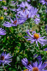 flowers in the garden