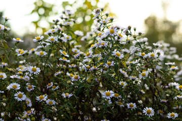 small white daisies, green leaves