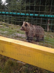 bear in a zoo
