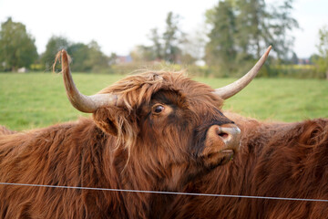 highland cow with horns