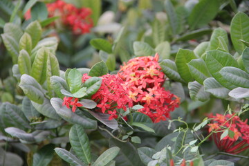 red and white flower