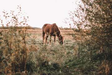 brown horse grazes on an autumn field