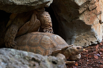 beautiful leopard tortoises in a close-up shot in their rock cave reproducing in a zoo in valencia...