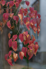 reddish branch of leaves in autumn