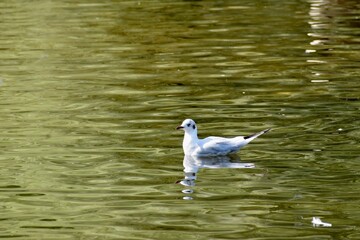 Gull on the pond, Coombe Abbey, England, UK