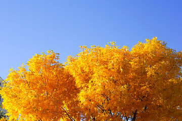 a sparkly tree with bright autumn leaves over the contrasting blue sky