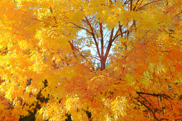 autumn tree and a heart inside                               