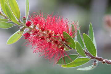 Red flowers in the garden