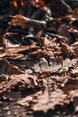 Dry leaves fall on the grass.