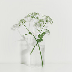 Flowers in a glass vase on white background. Minimalistic composition