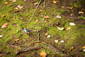 A park with good air
