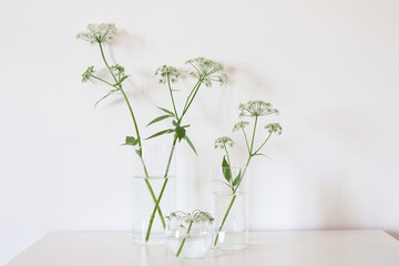 Flowers in a glass vase on white background. Minimalistic composition with copy space