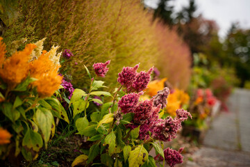 Flower field in full bloom