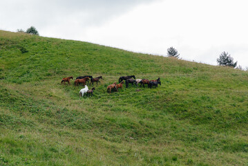 Beautiful wild horses graze on green high-altitude pastures