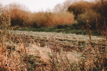 Obraz premium Wheat field. Ears of golden wheat. Beautiful nature sunset landscape. Rural scenery under shining sunlight. Background of ripening ears of wheat field. Rich harvest concept.