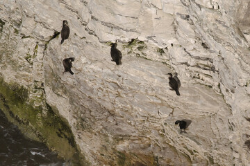 Atlantic cormorants on the cliff