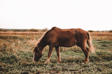 brown horse grazes on an autumn field