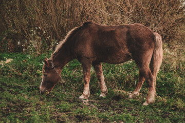 brown horse grazes on an autumn field