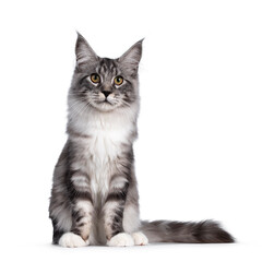 Handsome black tabby silver Maine cat, sitting facing front and looking towards camera. Isolated on white background.