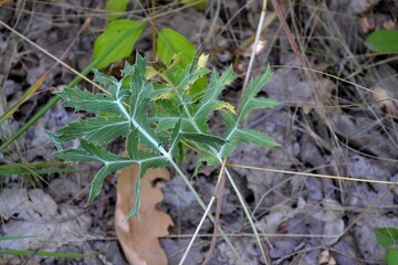 autumn leaves in the grass