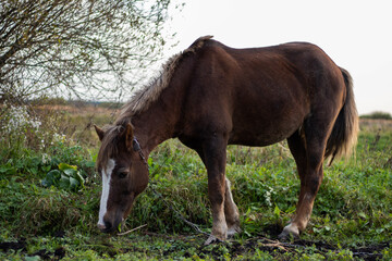Naklejka na ściany i meble brown horse grazes on an autumn field