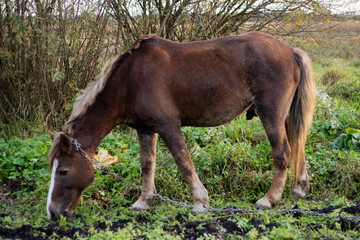 Fototapeta premium brown horse grazes on an autumn field