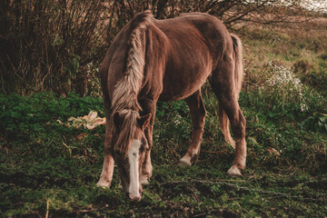 brown horse grazes on an autumn field