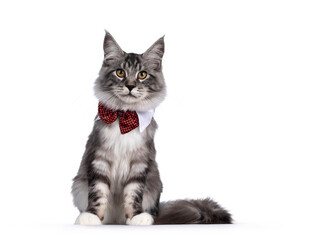 Handsome black tabby silver Maine cat, sitting facing front and looking towards camera. Wearing red bow tie around neck. Isolated on white background.