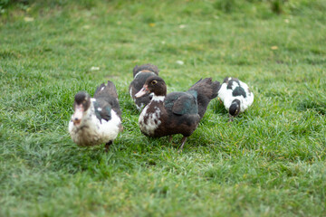 muscovy ducks graze on the grass