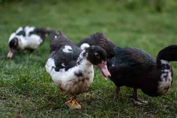 muscovy ducks graze on the grass