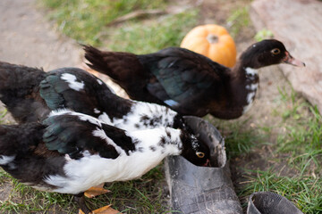 musky ducks drink water