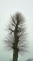 Fototapeta na wymiar silhouette of a tree