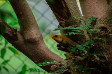Chameleon on the woods